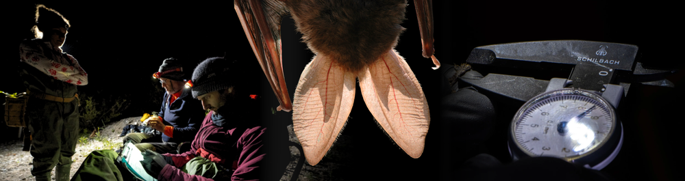 Fotos © Christian Giese, Wolfgang Forstmeier