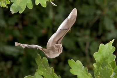 Foto © Paul van Hoof