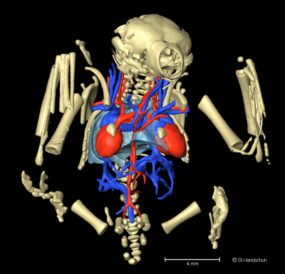 Siamesische Fledermauszwillinge