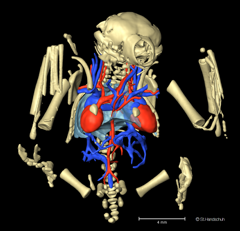 Siamesiche Fledermauszwillinge