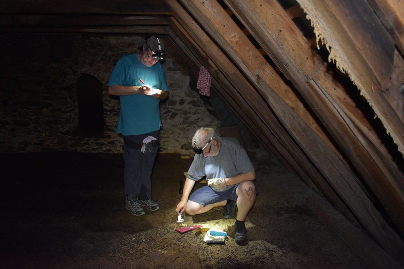 Das Kleine Mausohr im Fokus