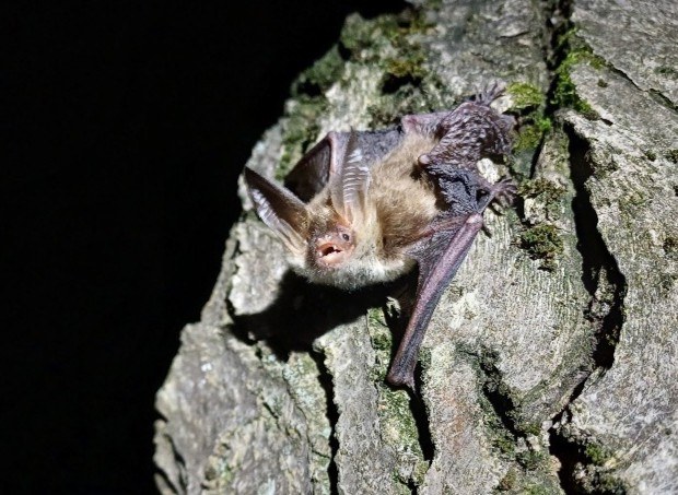 ConBats