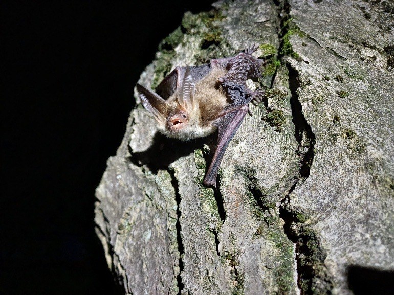 Infoabend ConBats
