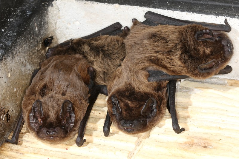Kleinabendsegler live: die Fledermaus des Jahres erleben
